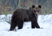 Brown Bear