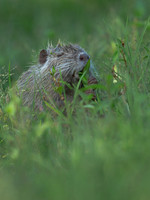 Coypu