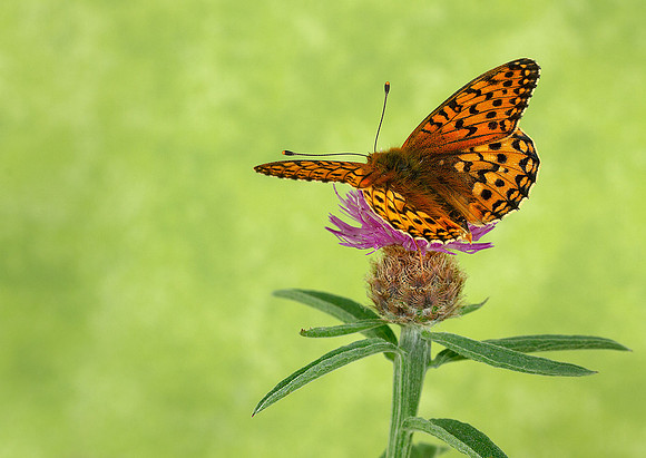 Dark Green Fritillary