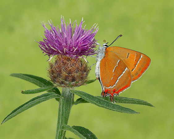 Brown Hairstreak