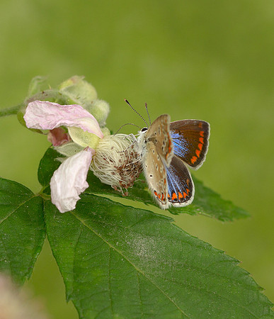 Common Blue