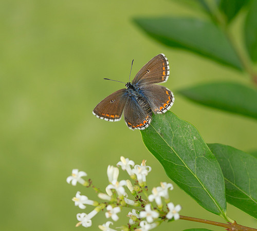 Adonis Blue