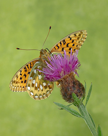 Dark Green Fritillary