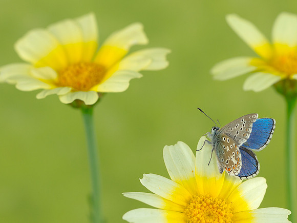 Adonis Blue