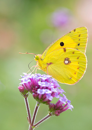Clouded Yellow