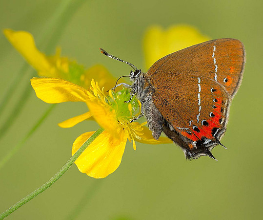 Black Hairstreak