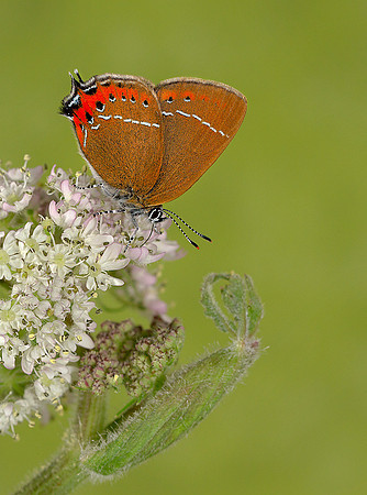 Black Hairstreak