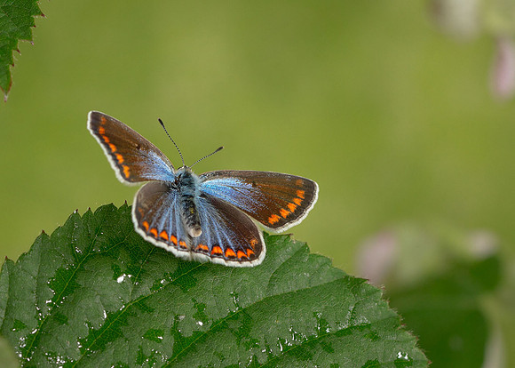 Common Blue