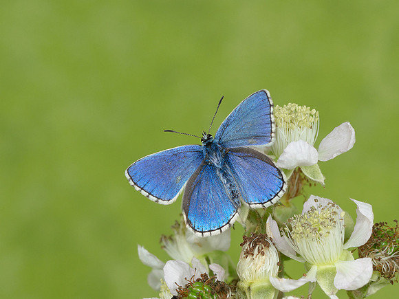 Adonis Blue