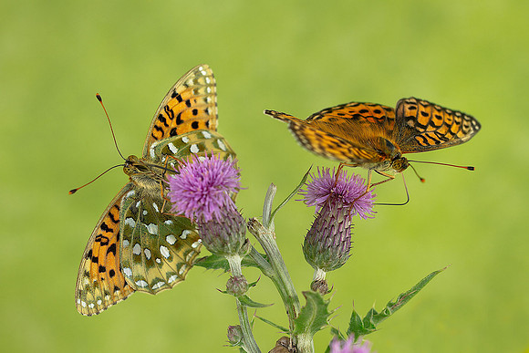 Dark Green Fritillary