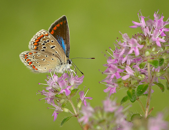 Common Blue
