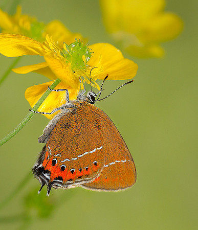 Black Hairstreak