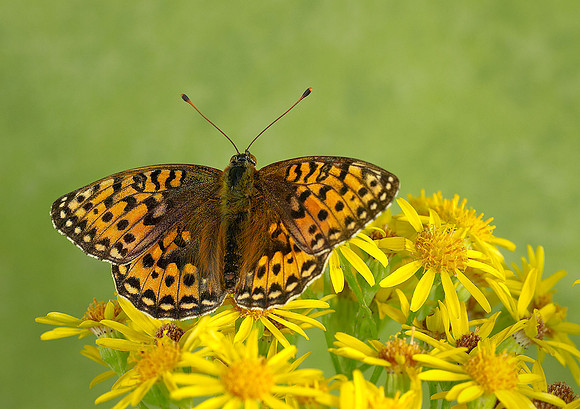 Dark Green Fritillary