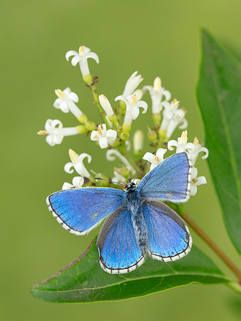 Adonis Blue