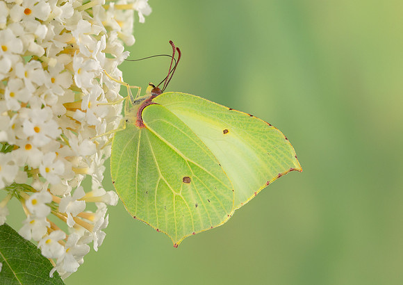 Brimstone
