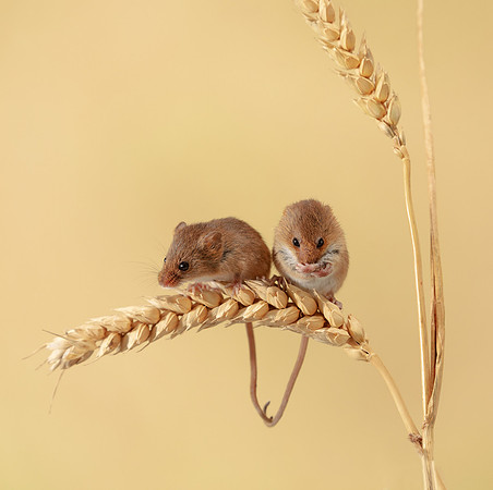 Harvest Mouse