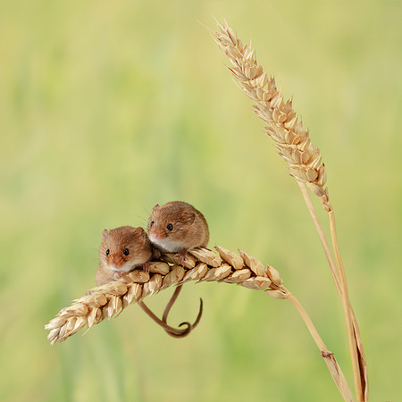 Harvest Mouse