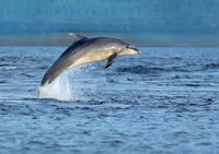 Bottlenose Dolphin