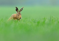 Brown Hare