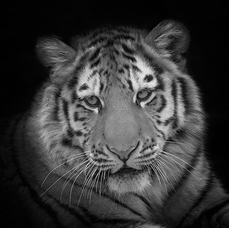 Tiger cub