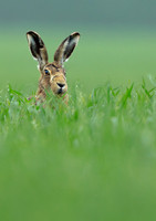 Brown Hare