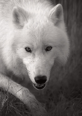 Arctic Wolf