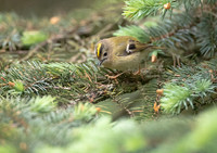Goldcrest