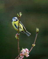 Blue Tit