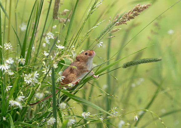 Harvest Mouse