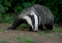 Badger