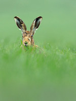 Brown Hare