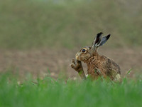 Brown Hare