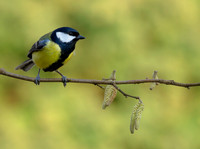 Great Tit
