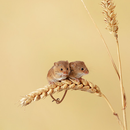 Harvest Mouse