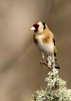 Goldfinch