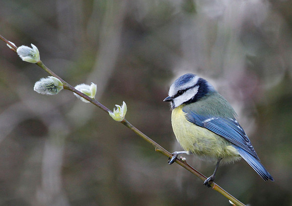 Blue Tit