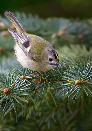 Goldcrest