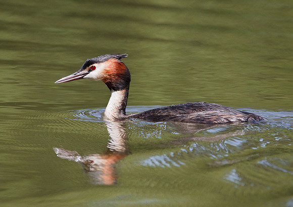 Great Crested Grebe
