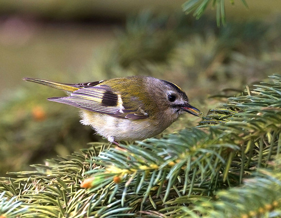 Goldcrest