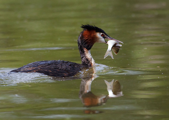 Great Crested Grebe