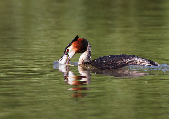 Great Crested Grebe