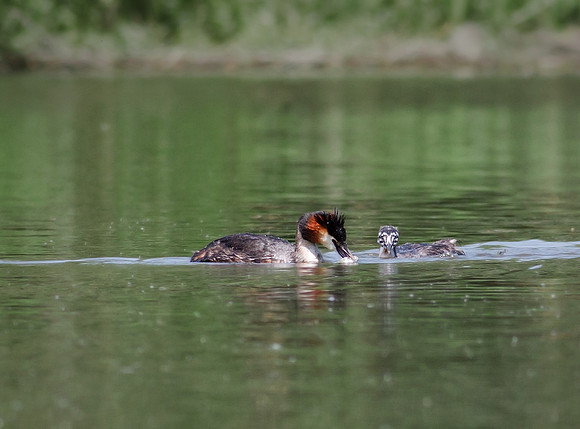 Great Crested Grebe