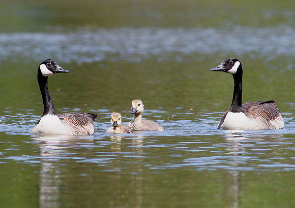 Canada Geese
