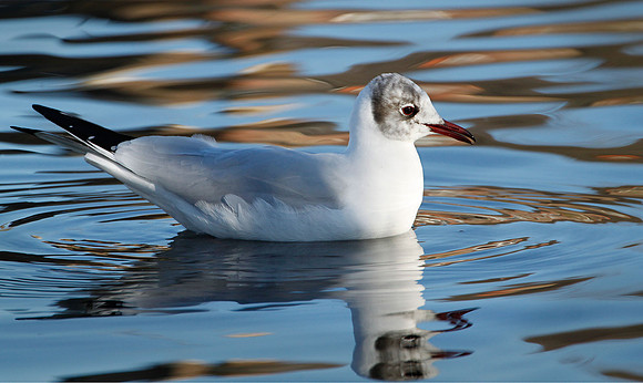 Black Headed Gull