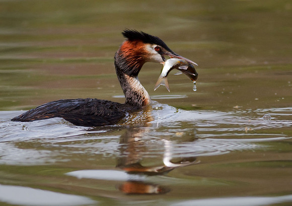 Great Crested Grebe