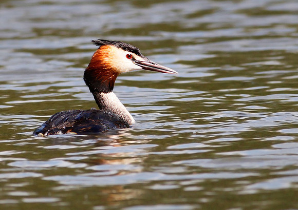 Great Crested Grebe