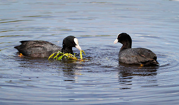 Coots