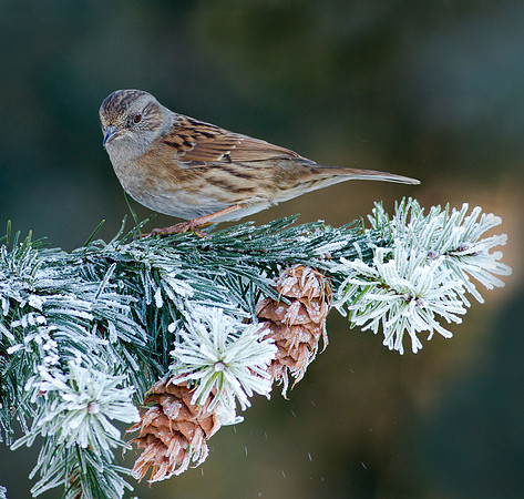 Dunnock