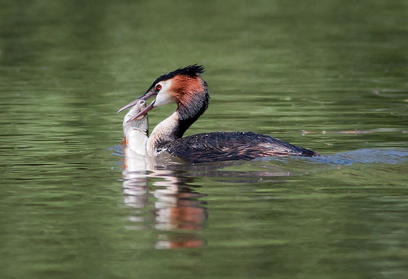 Great Crested Grebe