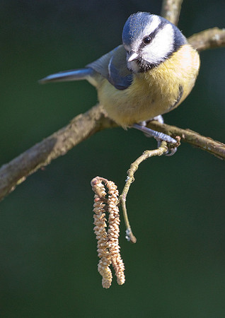 Blue Tit